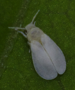 Insettini bianchi (Trialeurodes vaporariorum)